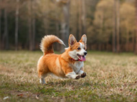 corgi