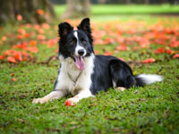 border collie