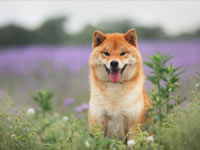shiba inu
